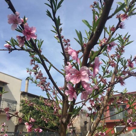 Il Giardino Di Nonno Agostino Bed and Breakfast Castellammare di Stabia Εξωτερικό φωτογραφία