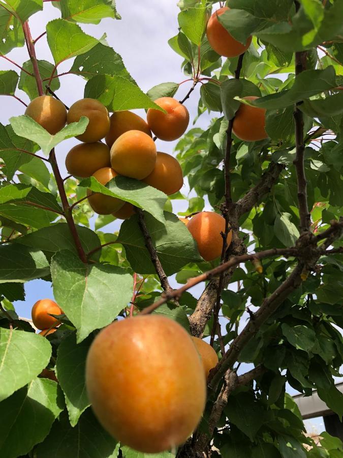 Il Giardino Di Nonno Agostino Bed and Breakfast Castellammare di Stabia Εξωτερικό φωτογραφία