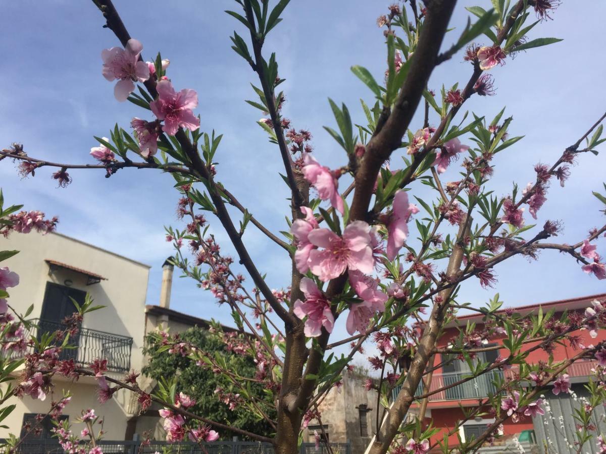 Il Giardino Di Nonno Agostino Bed and Breakfast Castellammare di Stabia Εξωτερικό φωτογραφία