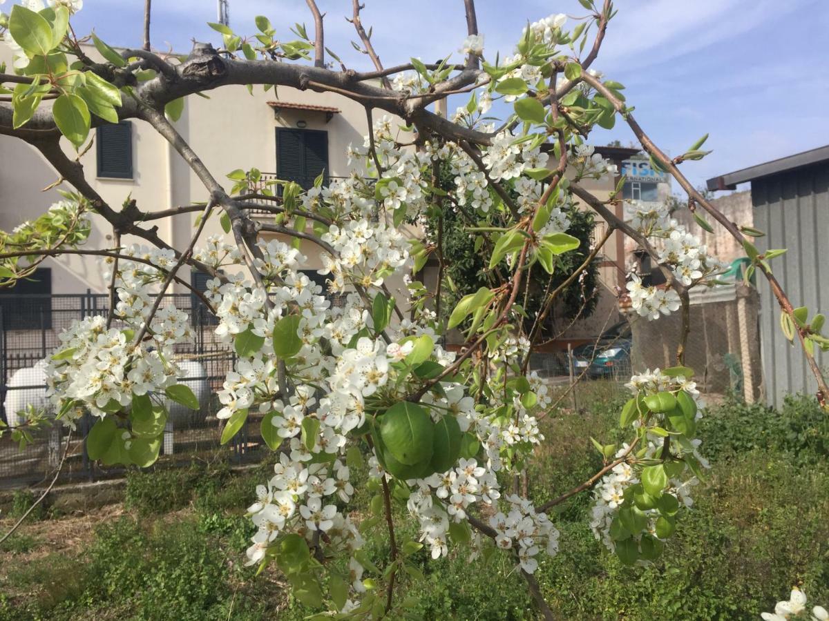 Il Giardino Di Nonno Agostino Bed and Breakfast Castellammare di Stabia Εξωτερικό φωτογραφία