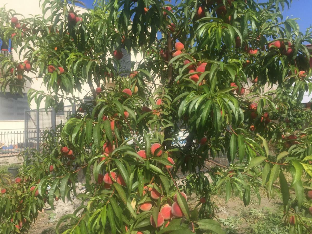 Il Giardino Di Nonno Agostino Bed and Breakfast Castellammare di Stabia Εξωτερικό φωτογραφία